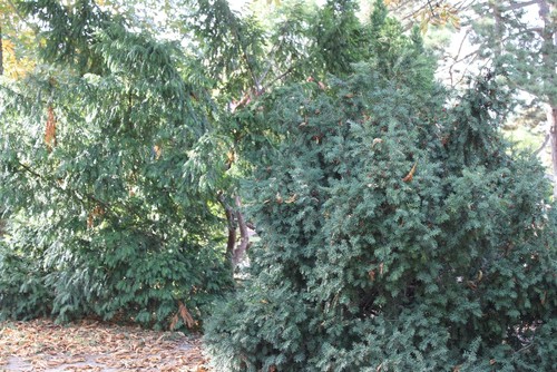 Yew