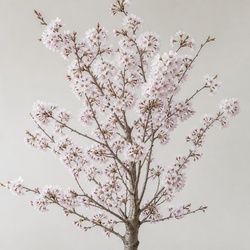 Yoshino Cherry