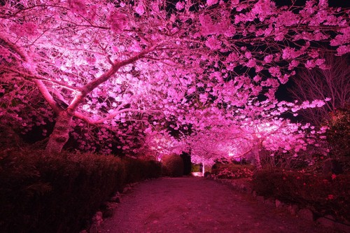 Yoshino Cherry