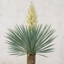Yucca