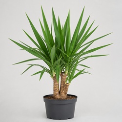 Yucca Identification Guide