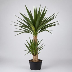 Yucca Palm Identification Guide