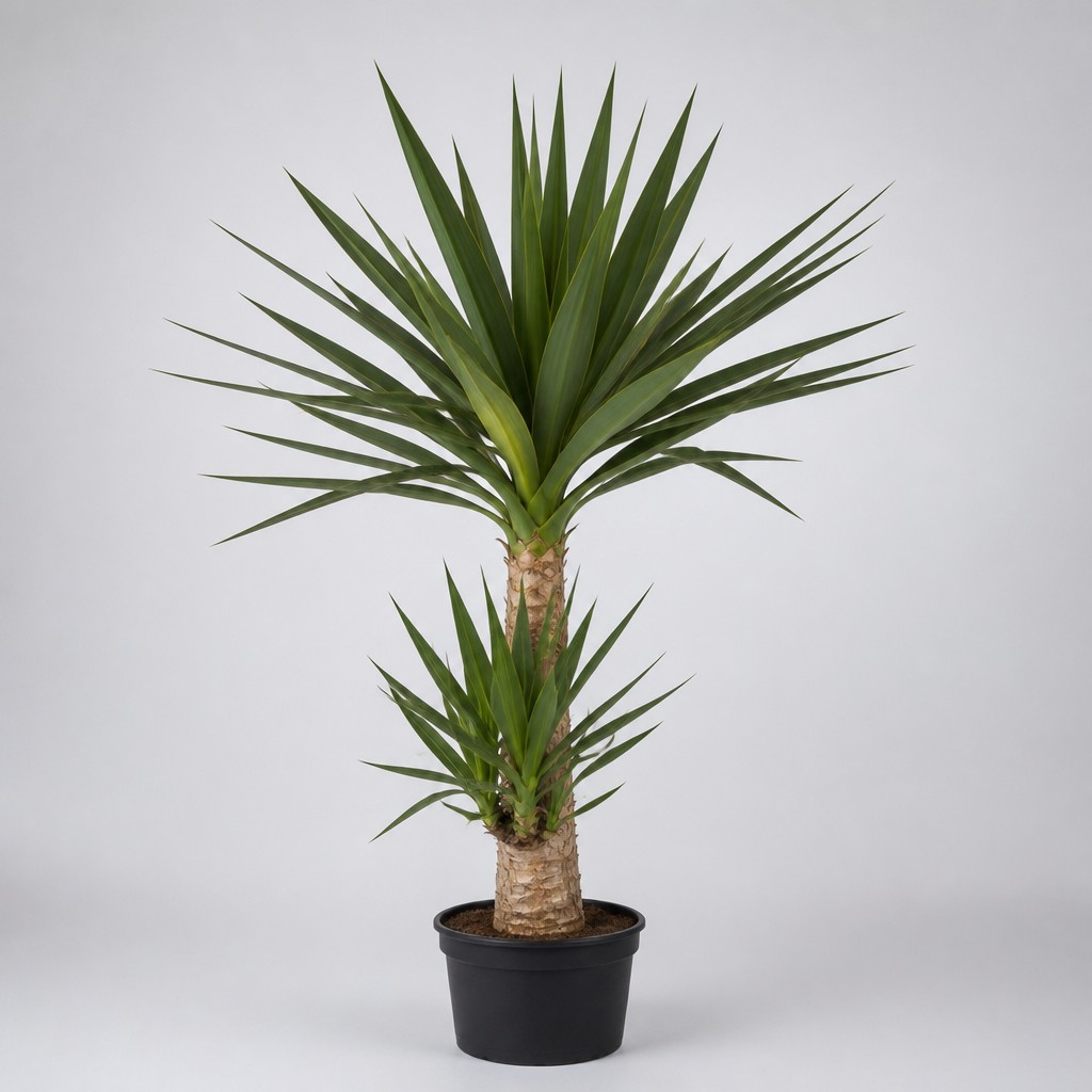 Yucca Palm