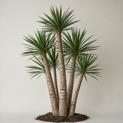 Yucca Palm