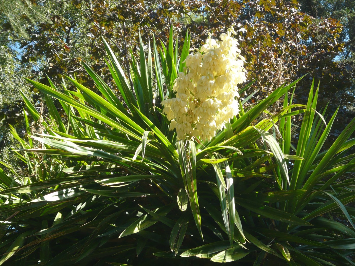 How to Care for Yucca Palm
