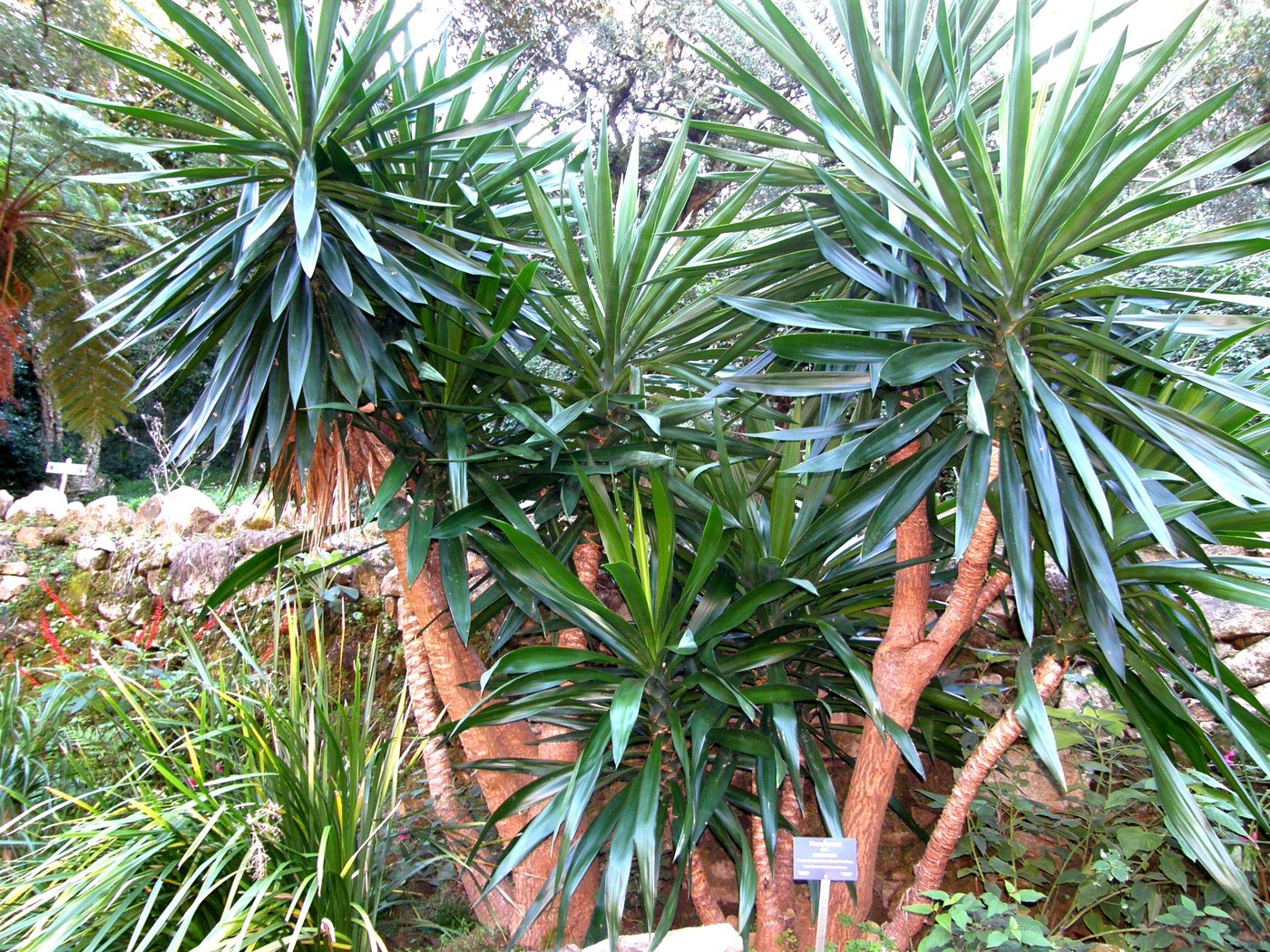 How to Care for Yucca