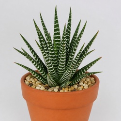 Zebra Cactus Identification Guide