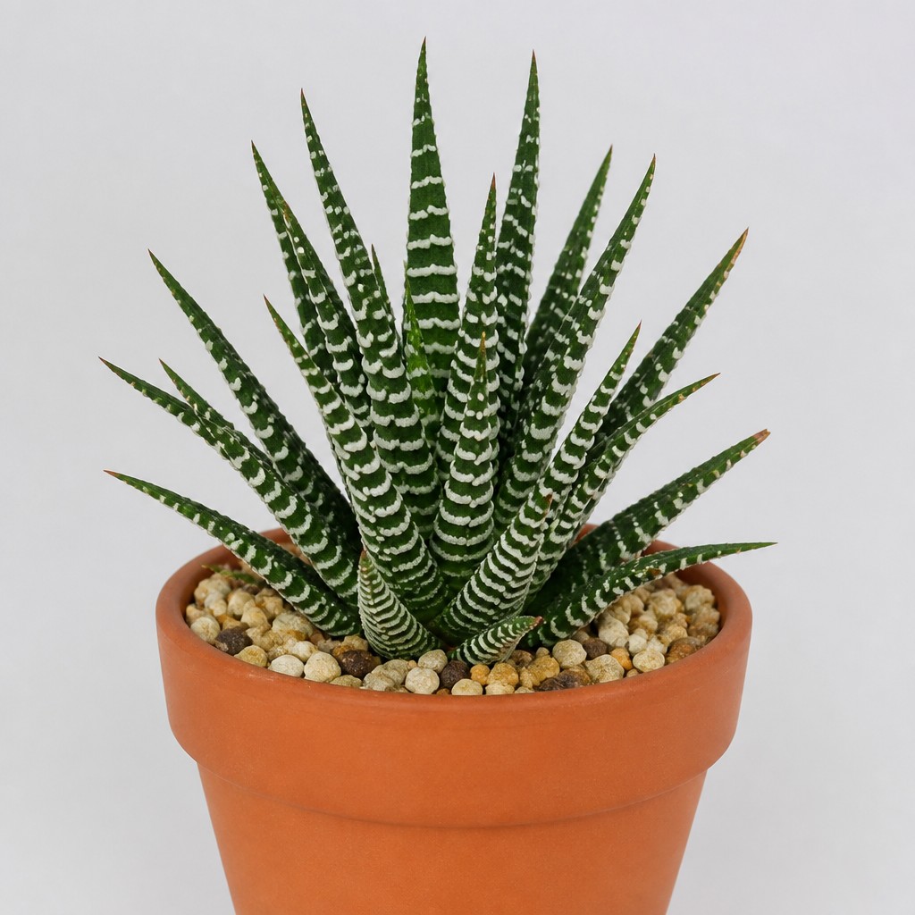 Zebra Cactus