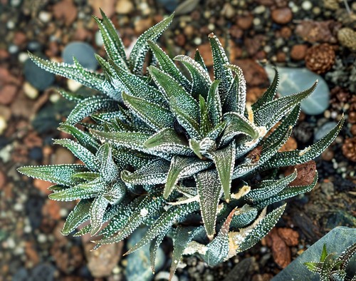 Zebra Cactus