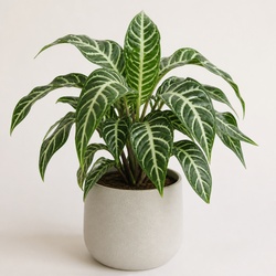Zebra Plant Identification Guide