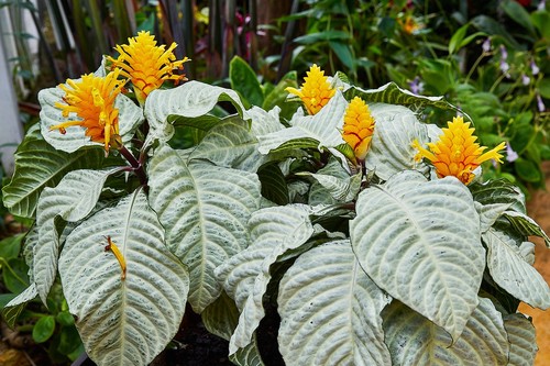 Zebra Plant