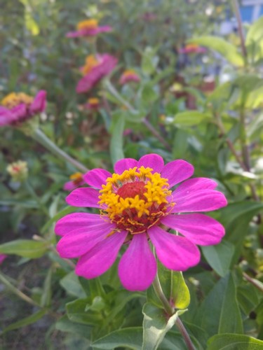 Zinnia