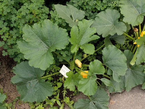 Zucchini