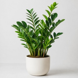 ZZ Plant Identification Guide