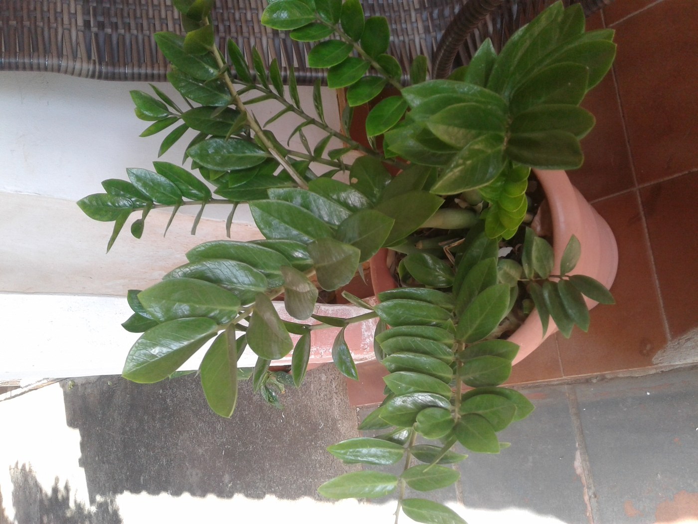 How to Care for ZZ Plant