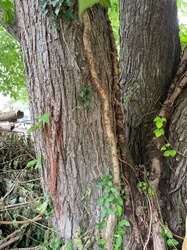 English Ivy