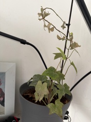 English Ivy