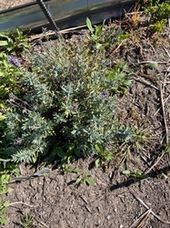 English Lavender