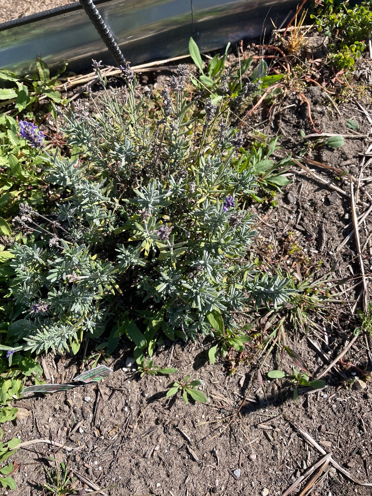English Lavender