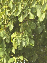 English Walnut