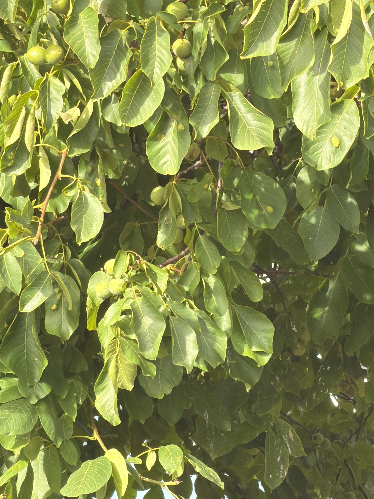 English Walnut