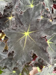 Eyelash Begonia