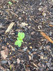 Cucumber or Squash (seedling)