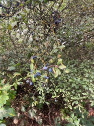 Blackthorn (Sloe)