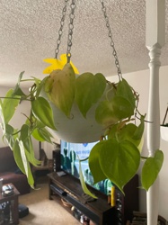 Philodendron 'Lemon Lime'