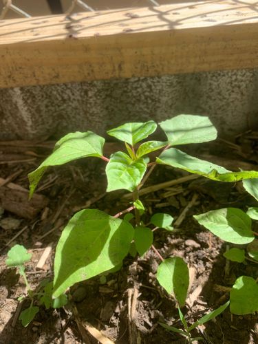 American Black Nightshade
