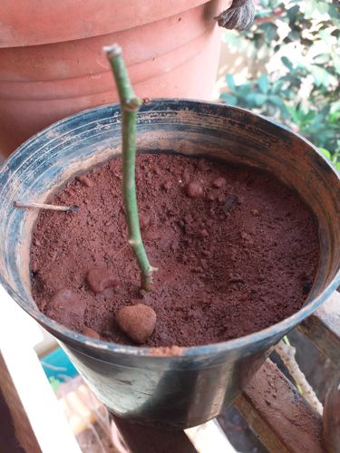 Tinospora Cordifolia (Guduchi/Giloy)