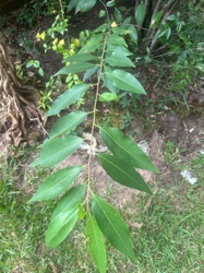It is not possible to identify the specific common name of this plant from the provided image alone.