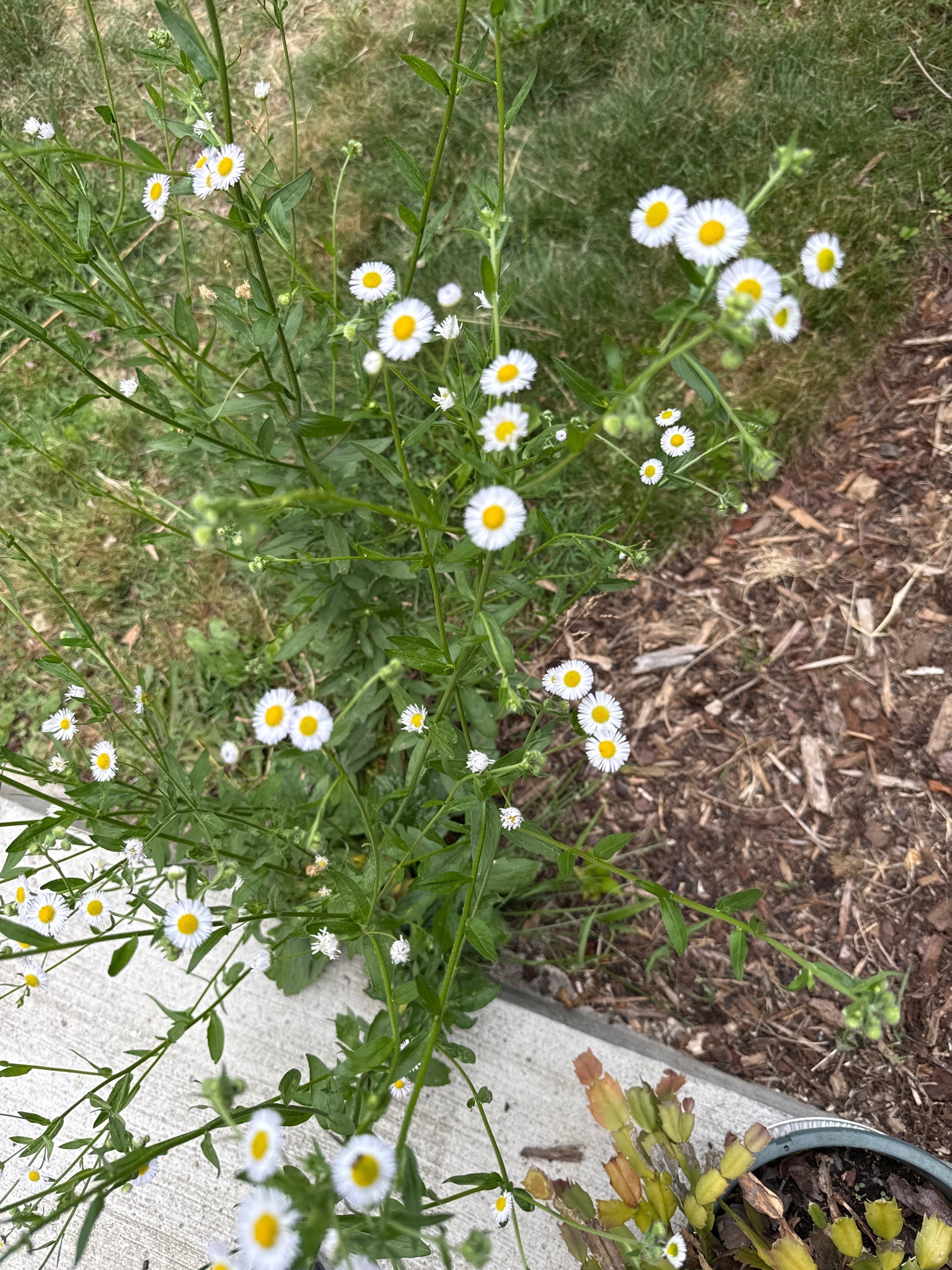 Daisy Fleabane