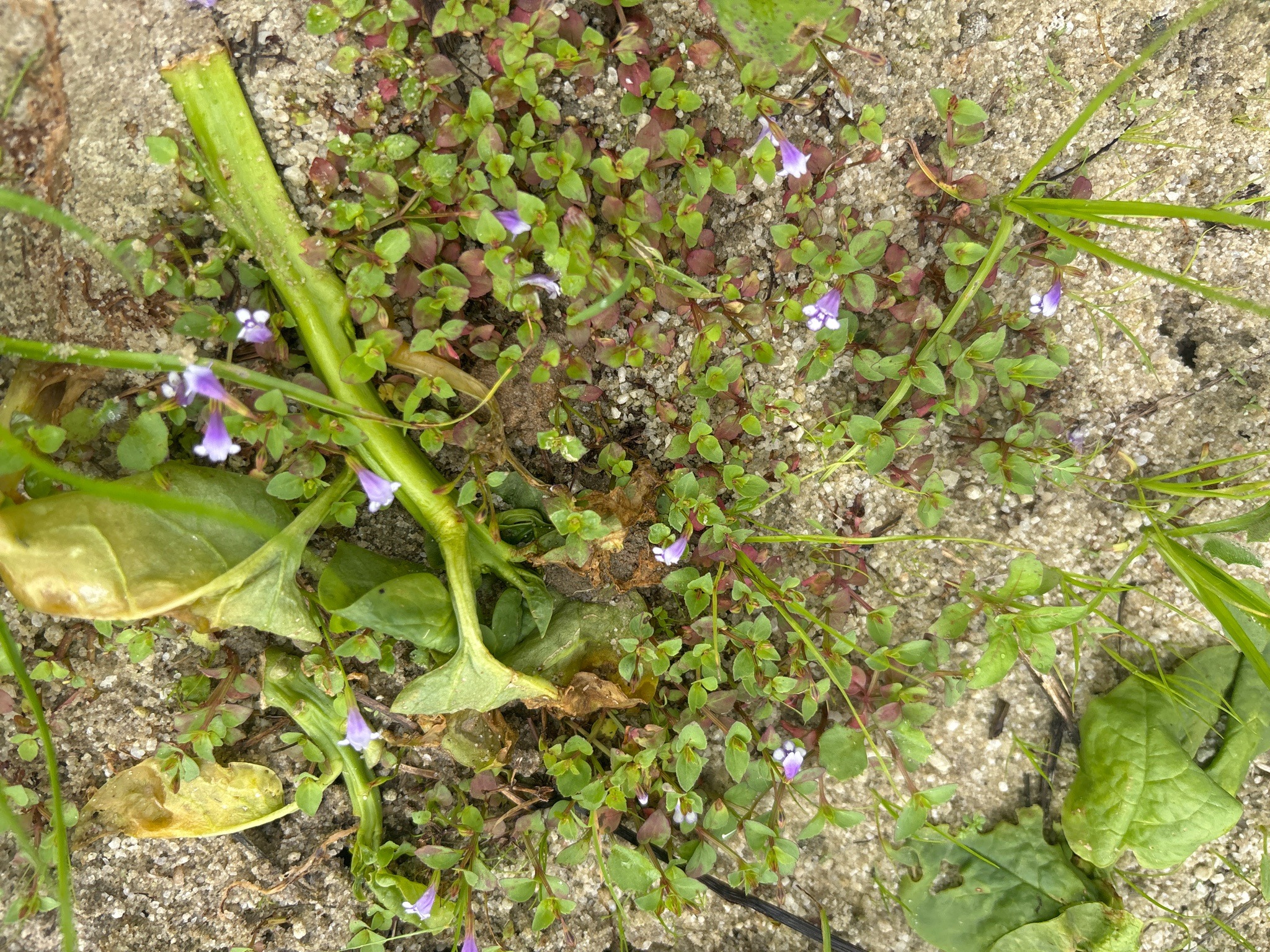 False Pimpernel