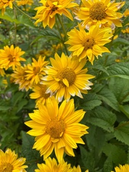 False Sunflower
