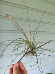 Fasciculata air plant