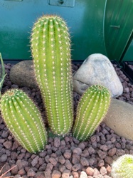 San Pedro Cactus