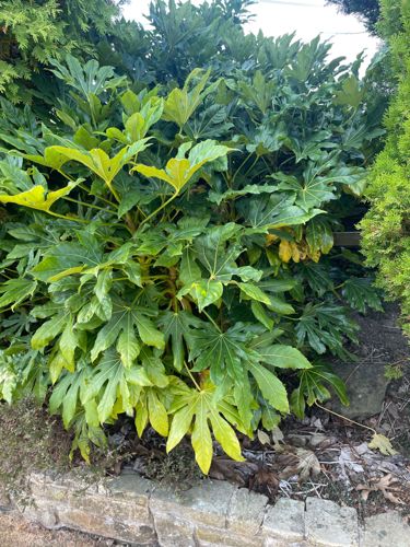Fatsia