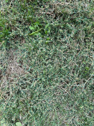 Prostrate Knotweed