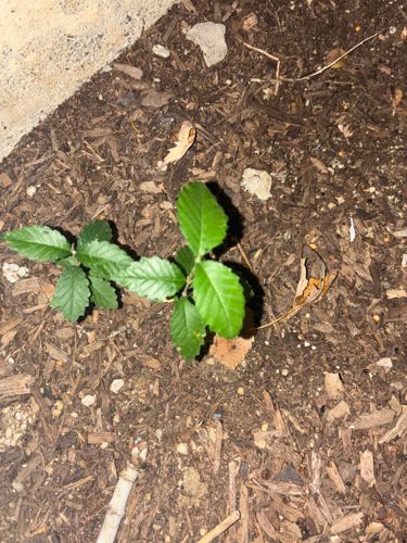 American Beech (likely a seedling)