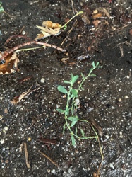 It is difficult to definitively identify the exact plant name from this image alone. It appears to be a very young common weed. Possible candidates (though not certain) could include a species of knotweed (Polygonum aviculare - Common Knotgrass) or a spurge (Euphorbia species), or a type of purslane.