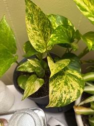 Marble Queen Pothos