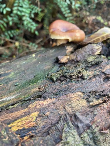 Laccaria (Deceiver mushroom)