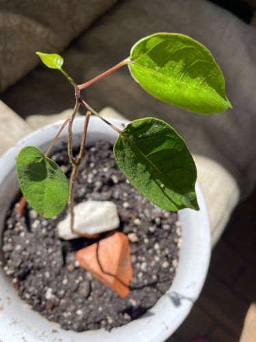 Sacred Fig (Bodhi Tree)