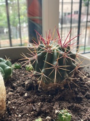 Ferocactus emoryi