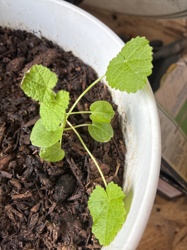 Mallow (likely Common Mallow or Dwarf Mallow seedling)