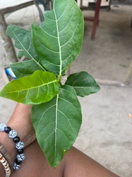 Fiddle-leaf fig