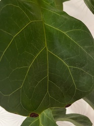 Fiddle Leaf Fig
