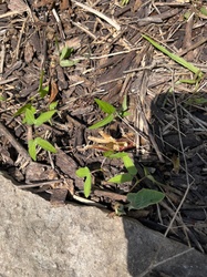 Field Bindweed seedling