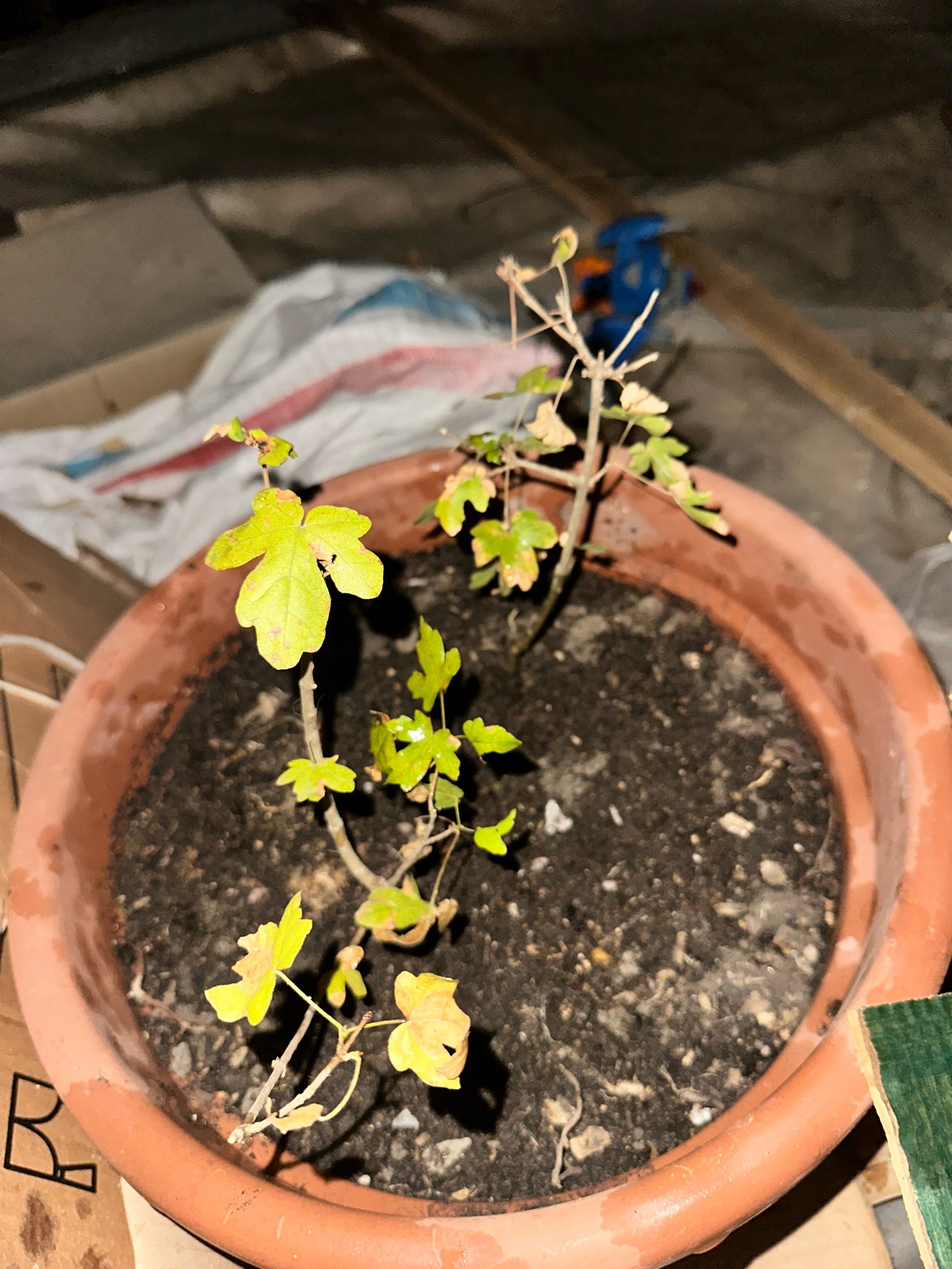 Field Maple